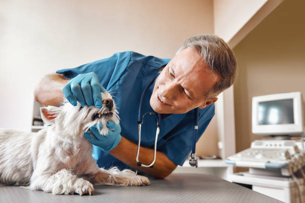 Best Mobile Emergency Dentist in Deltona, FL